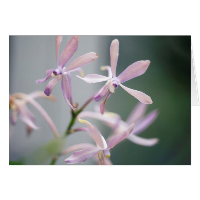 Orchidee Darwinara Charme 'blaues Pacific (Vorderseite (Horizontal))