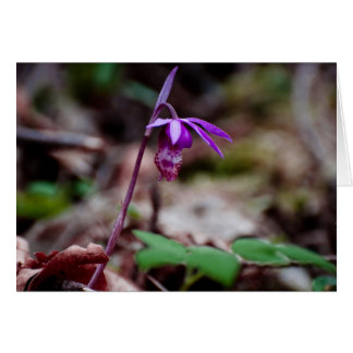 Orchidée de Calypso