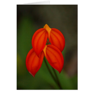 Orchidée de Masdevallia ignea