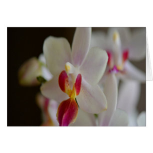Orchidée de Phalaenopsis