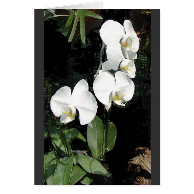 orchidée de Singapour 4 (Devant)