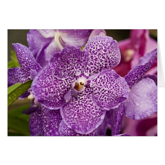 Orchidée de Vanda (Devant horizontal)