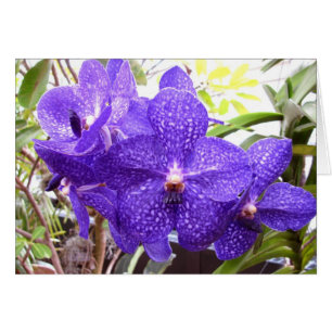 Orchidée de Vanda Pachara