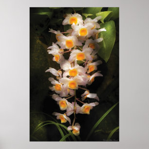 Orchidee - Dendrobium-Orchidee Poster