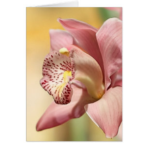 Orchidée en fleur rose unique