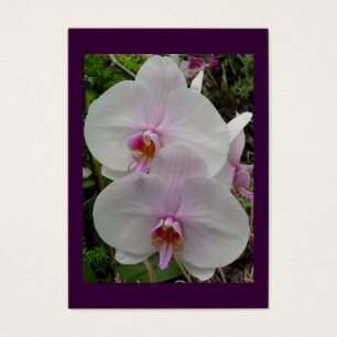 Orchidée - fleur rose (Colossians 2 : 3)