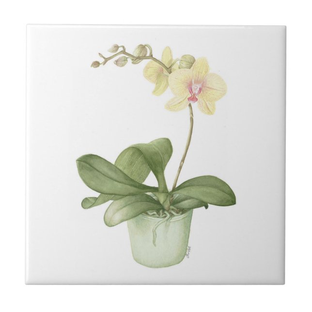 Orchidee in einer grüner Topf-botanischen Fliese (Vorderseite)