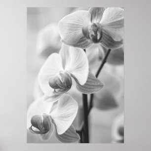 Orchidee in schwarz/weiß poster