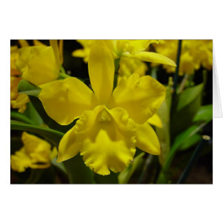 Orchidée jaune