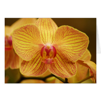 Orchidée jaune aux rayures roses