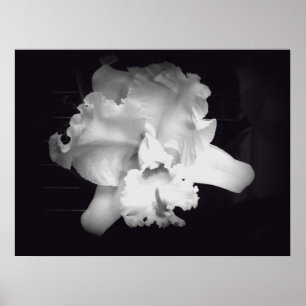 Orchidee - klares Schwarzweiss-abstraktes Poster