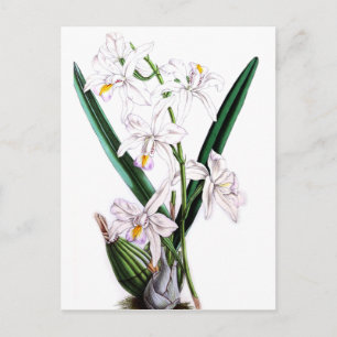 Orchidee Laelia Albida, var Rosea Postkarte