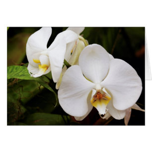Orchidée Lune Blanche (Phalaenopsis Aphrodite)