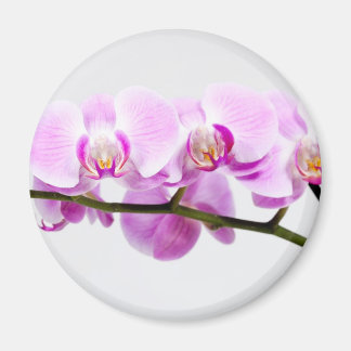 Orchidee Magnet