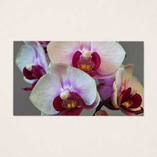 Orchidée miniature