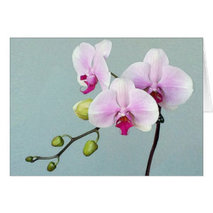 Orchidee Orji Karte