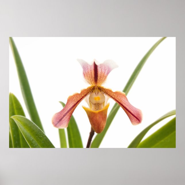 Orchidee - Passt der Pantoffel Poster (Vorne)