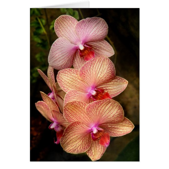 Orchidee - Phalaenopsis - ein Set Schönheiten Karte