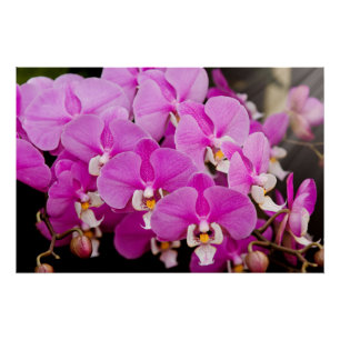 Orchidee - Phalaenopsis - Rosa gekitzelt Poster