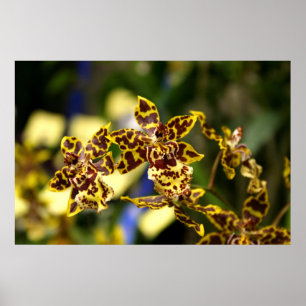 Orchidee Poster