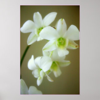 Orchidee Poster