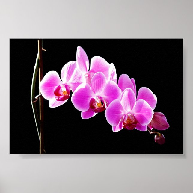 Orchidee Poster (Vorne)