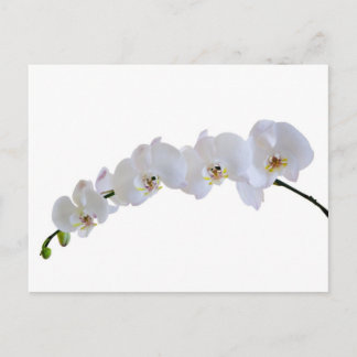 Orchidee Postkarte