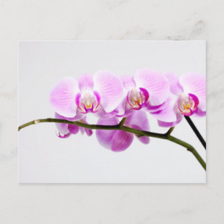 Orchidee Postkarte