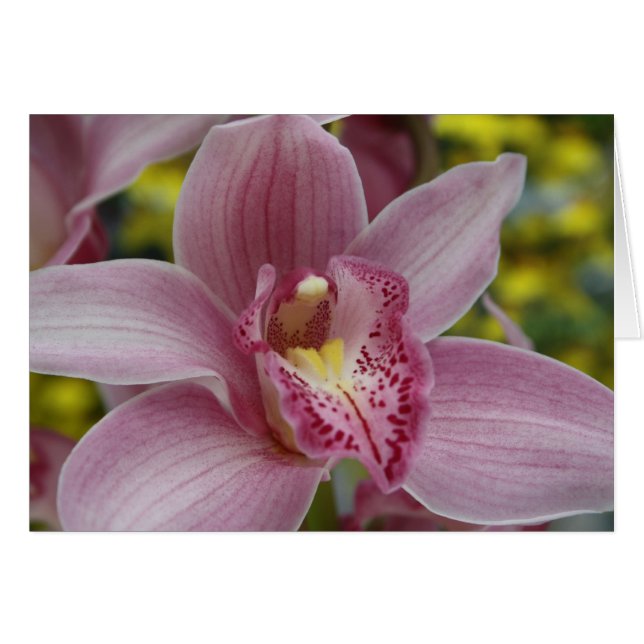 Orchidée rose (Devant horizontal)