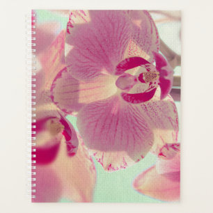 Orchidée rose