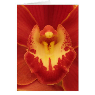Orchidée rouge