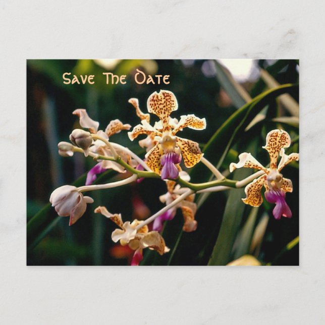 Orchidée sauvage Enregistrer la carte postale Date (Devant)