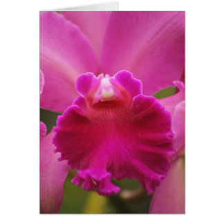 Orchidée secrète