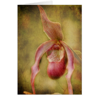 Orchidée texturisée de Madame pantoufle