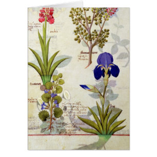 Orchidee u. Fumitory oder Herz-Hedera u. Iris