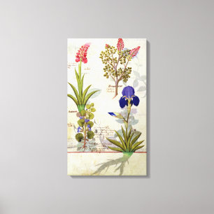 Orchidee u. Fumitory oder Herz-Hedera u. Iris Leinwanddruck