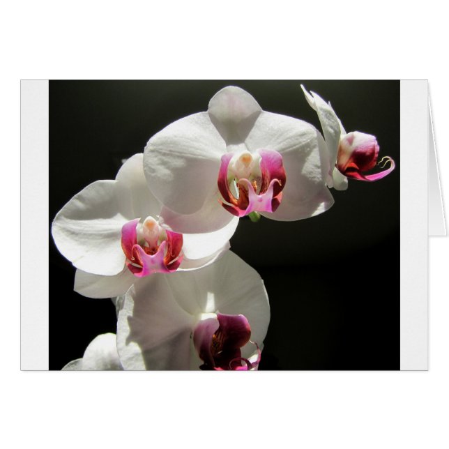 Orchideen (Vorderseite (Horizontal))