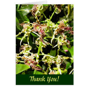 Orchideen