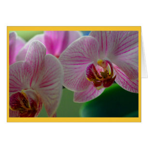 Orchideen