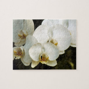 Orchideen