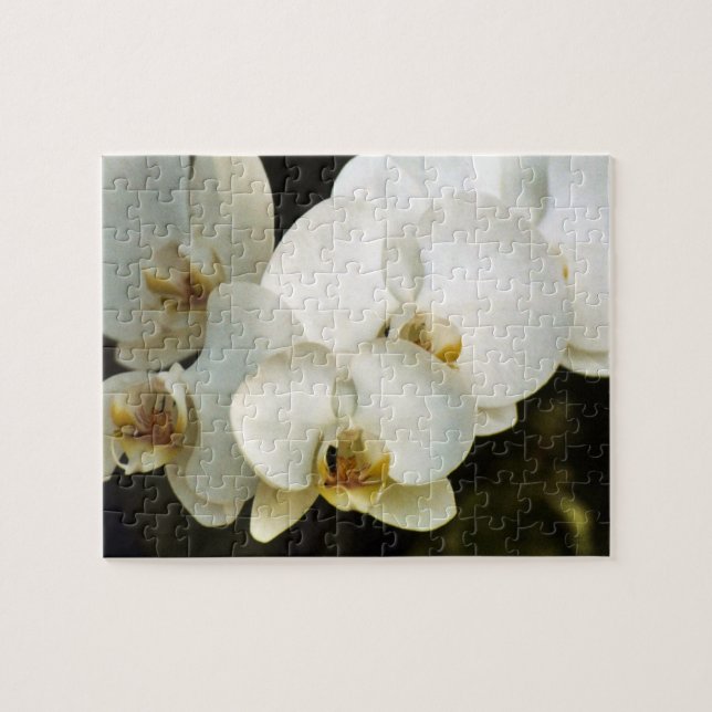 Orchideen (Horizontal)