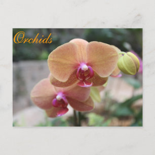 Orchideen # 10 postkarte