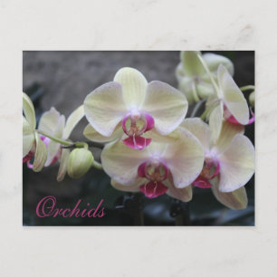 Orchideen # 17 postkarte