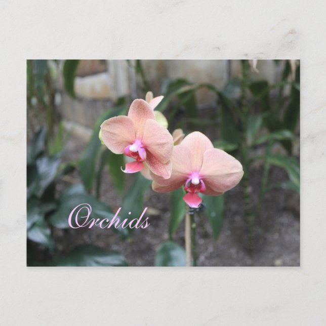 Orchideen # 22 postkarte (Vorderseite)