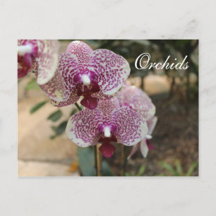 Orchideen # 2 postkarte