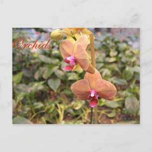 Orchideen # 4 postkarte