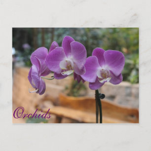 Orchideen # 9 postkarte