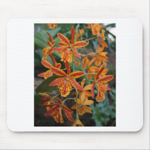 Orchideen an den botanischen Gärten Mousepad