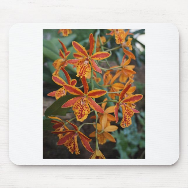 Orchideen an den botanischen Gärten Mousepad (Vorne)