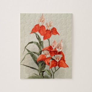 Orchideen Blühen Blume Vintag Alte Illustration